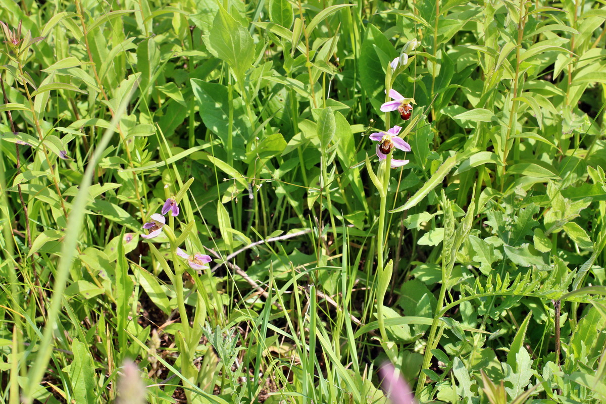 2014_06_03_00045380p_Bildgr��e �ndern