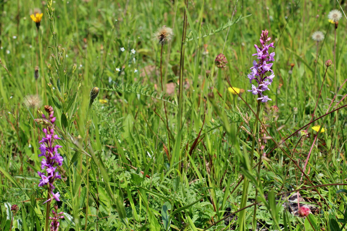 2014_06_03_00045394p_Bildgr��e �ndern