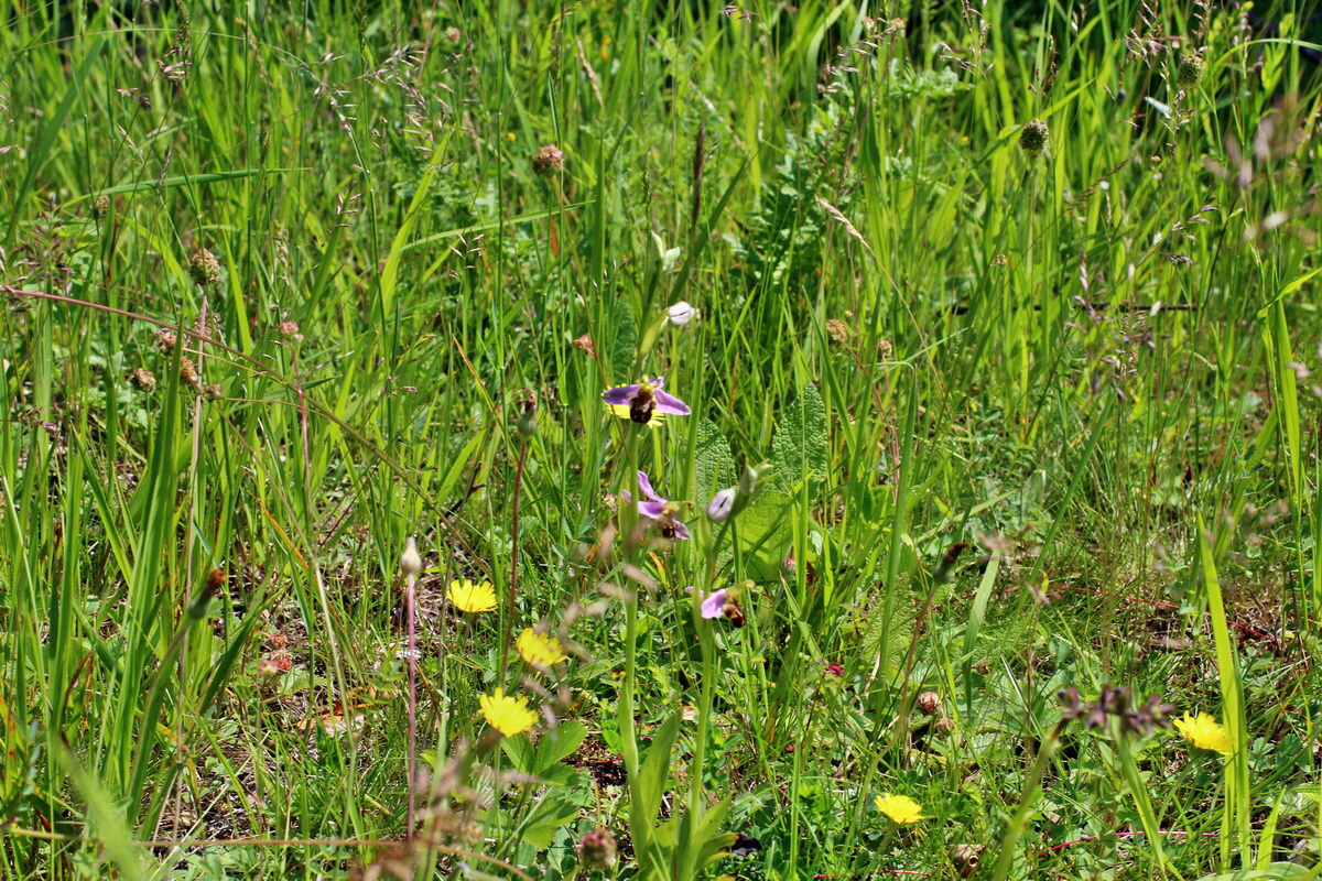 2014_06_03_00045431p_Bildgr��e �ndern