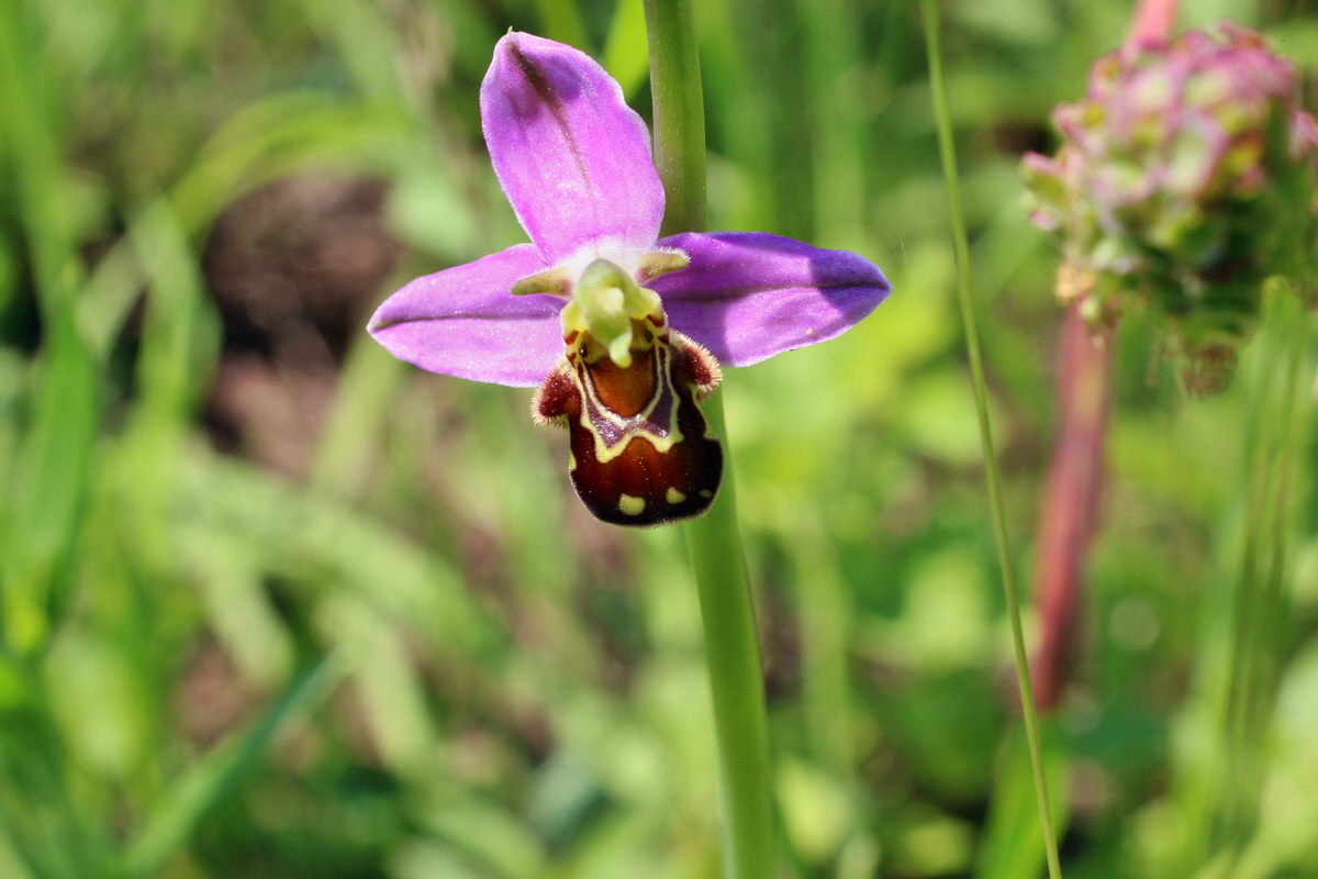 2014_06_03_00045444p_Bildgr��e �ndern