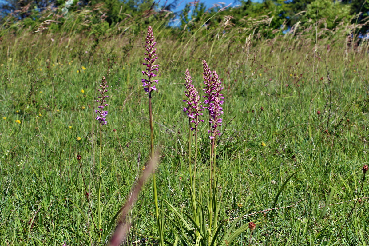 2014_06_05_00045476p_Bildgr��e �ndern