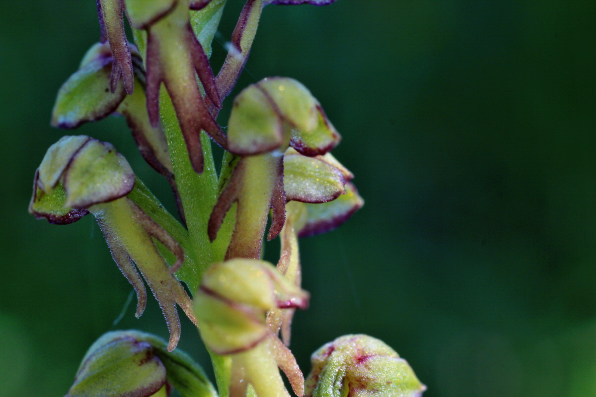 2014_06_05_00045507p_Bildgr��e �ndern