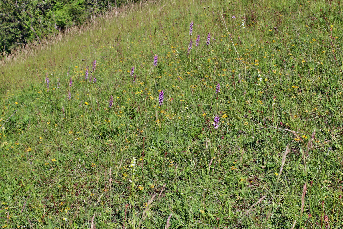 2014_06_05_00045566p_Bildgr��e �ndern