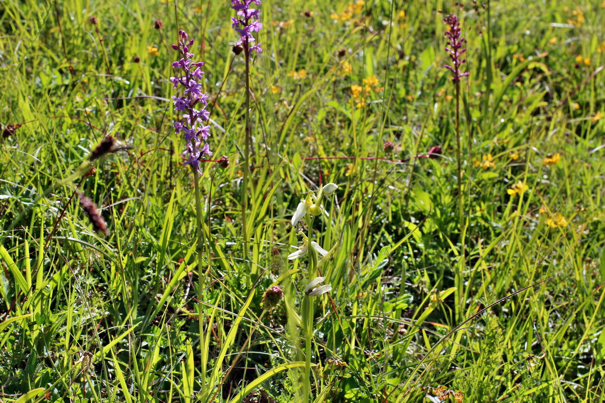 2014_06_05_00045584p_Bildgr��e �ndern