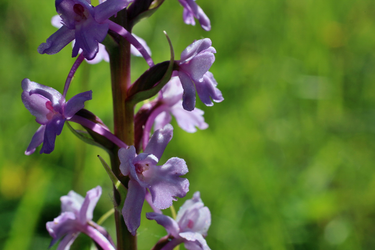 2014_06_05_00045588p_Bildgr��e �ndern