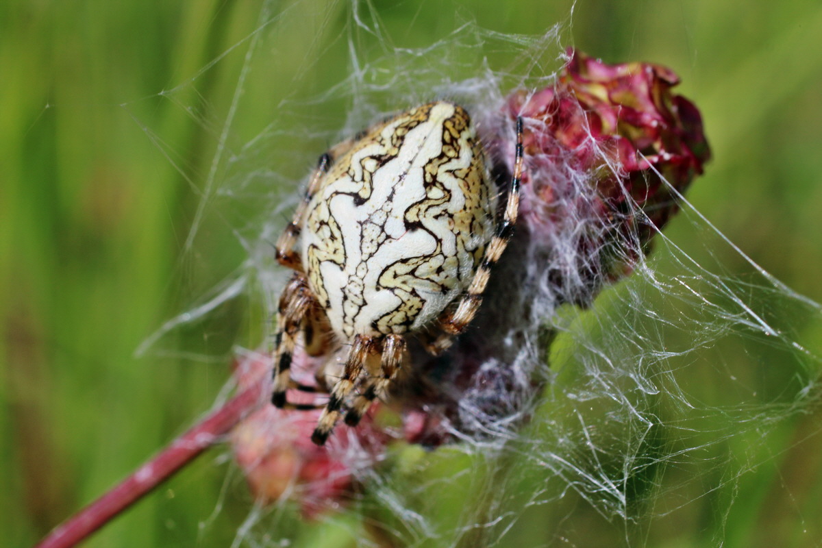 2014_06_05_00045712p_Bildgr��e �ndern