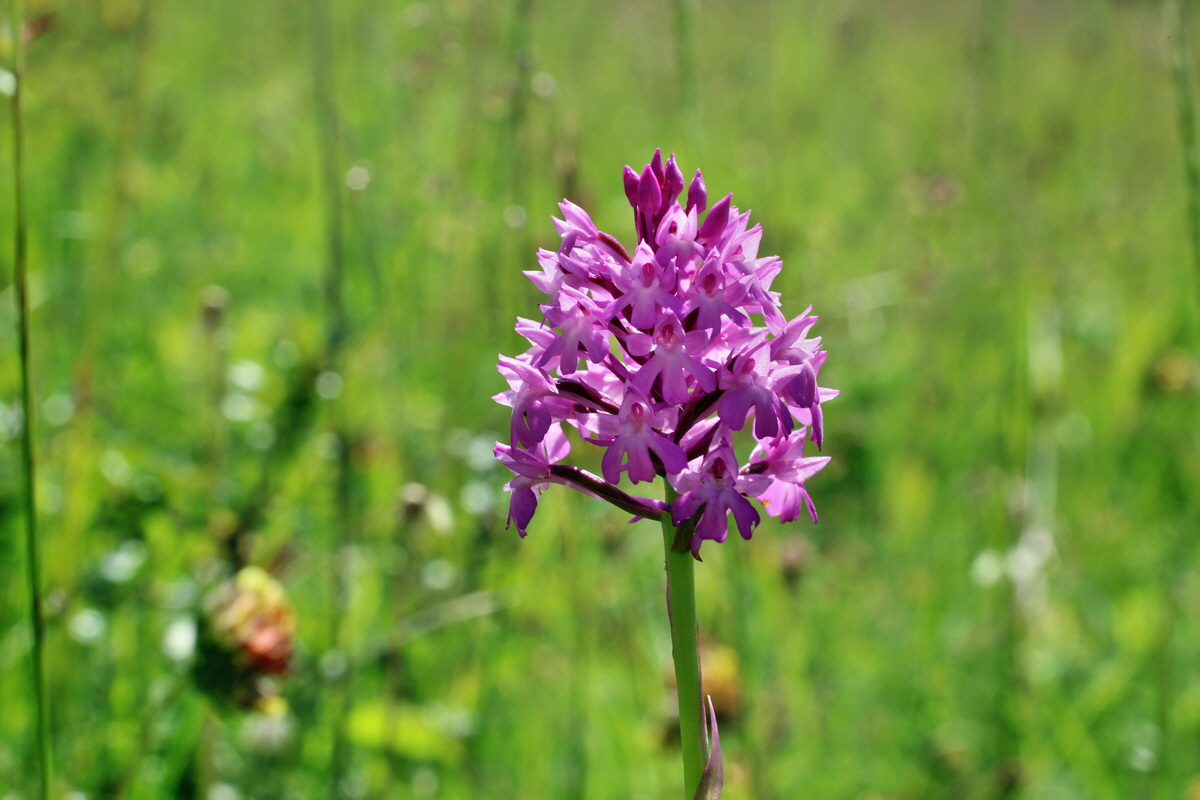 2014_06_05_00045770p_Bildgr��e �ndern