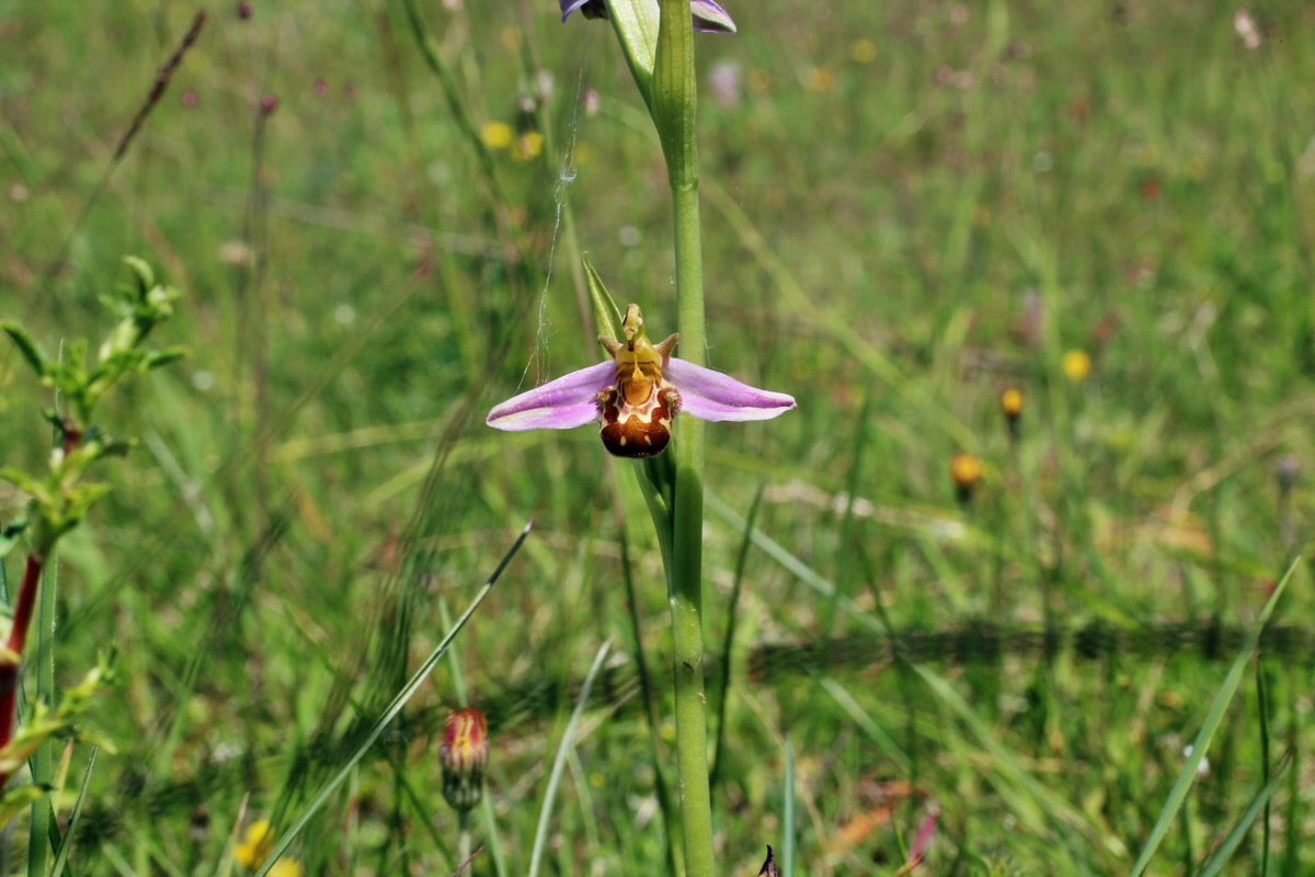 2014_06_09_00045881p_Bildgr��e �ndern