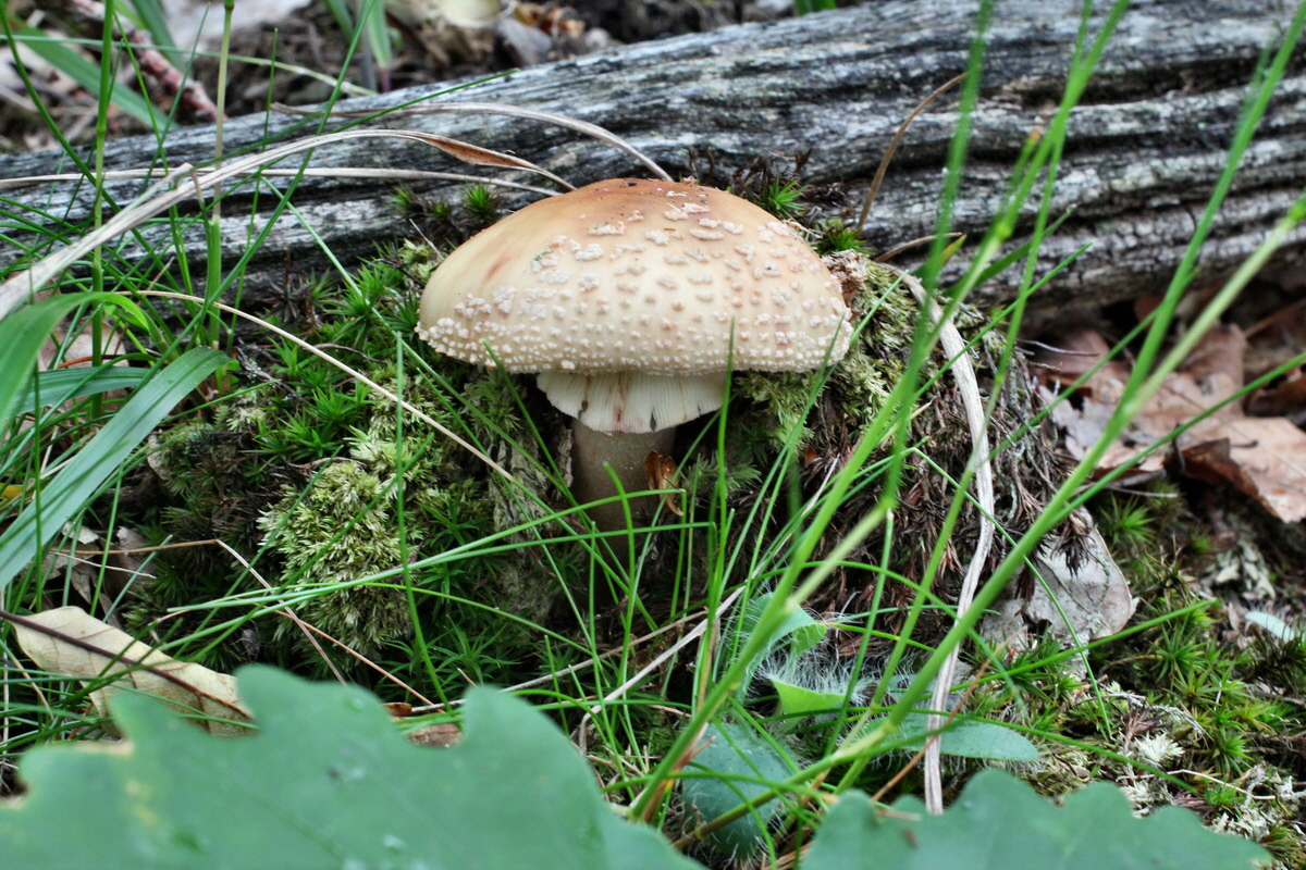 2014_06_11_00045911p_Bildgr��e �ndern