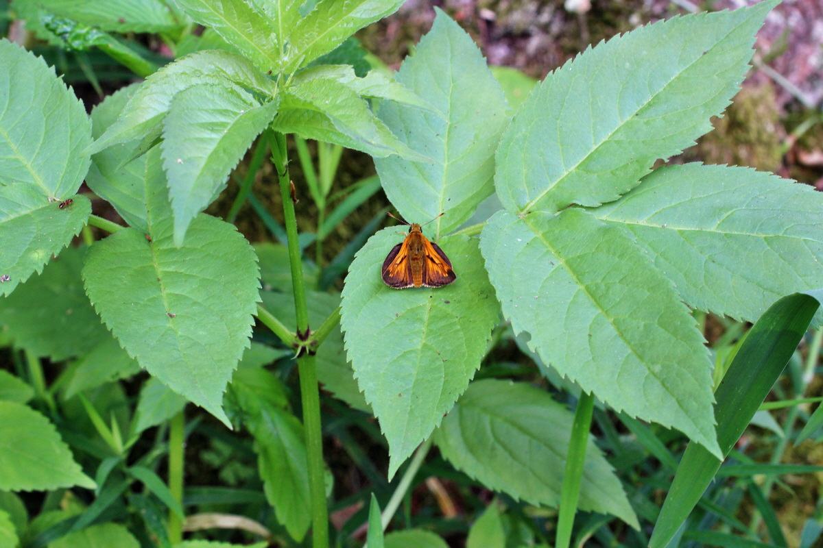 2014_06_11_00045926p_Bildgr��e �ndern