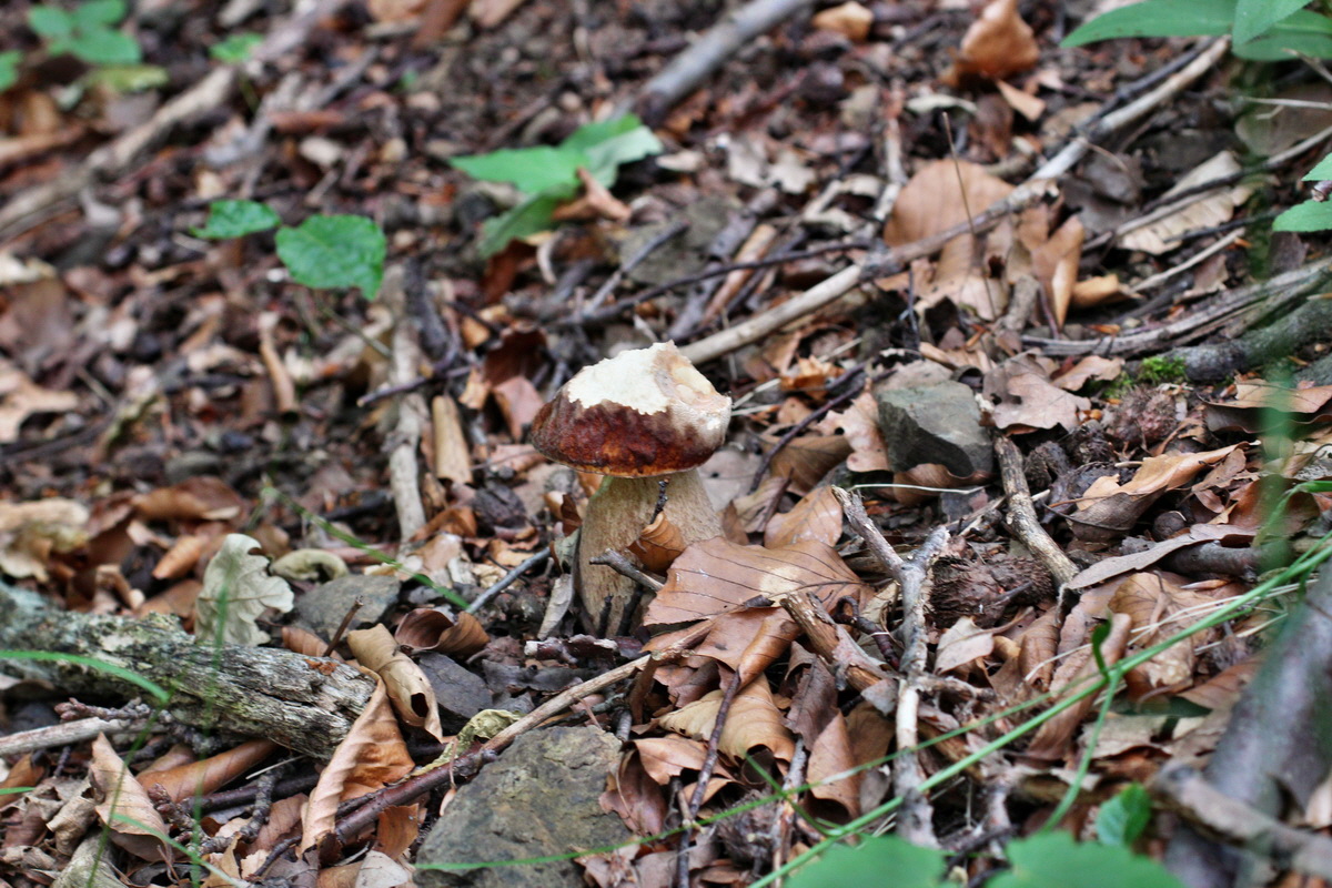 2014_06_11_00045946p_Bildgr��e �ndern