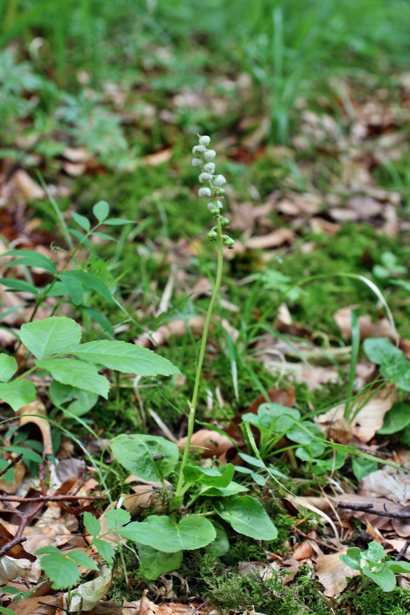 2014_06_11_00045959p_Bildgr��e �ndern