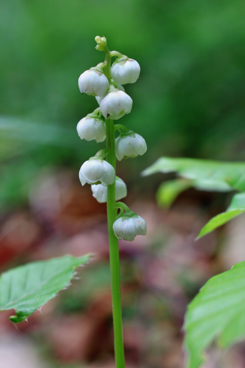 2014_06_11_00045976p_Bildgr��e �ndern