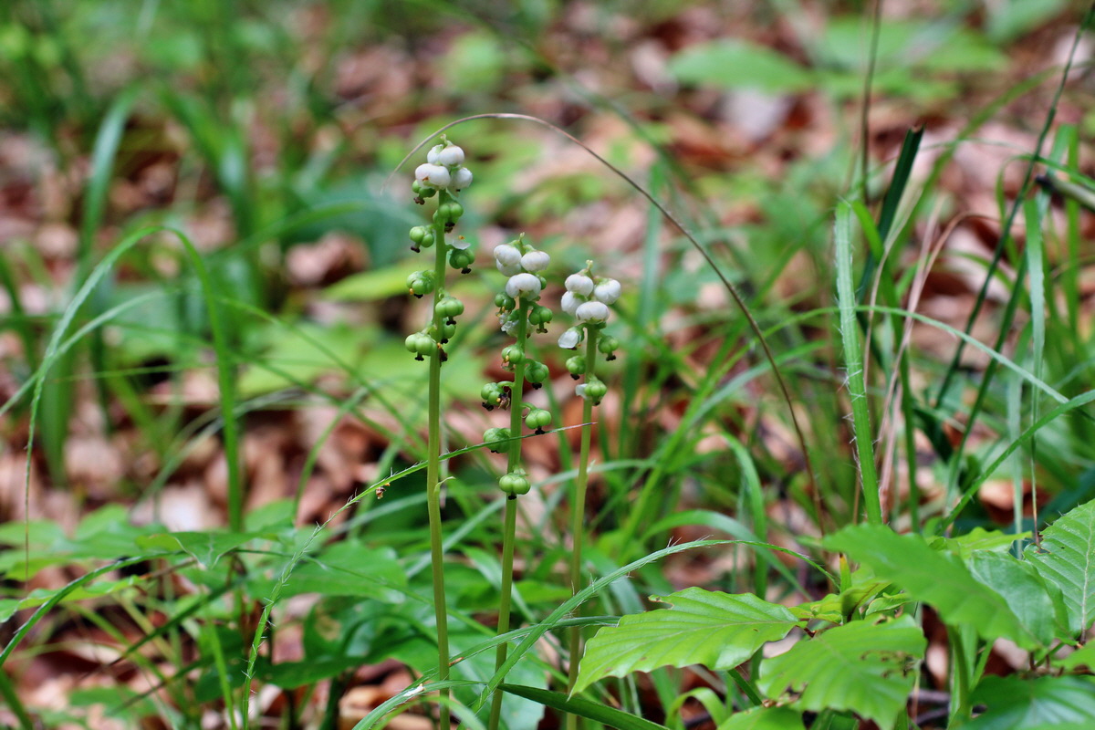 2014_06_11_00045980p_Bildgr��e �ndern