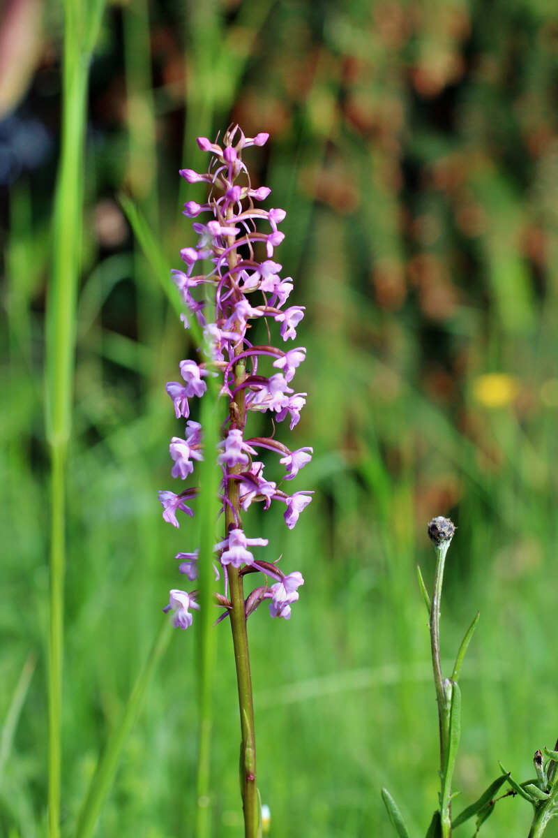 2014_06_13_00046002p_Bildgr��e �ndern