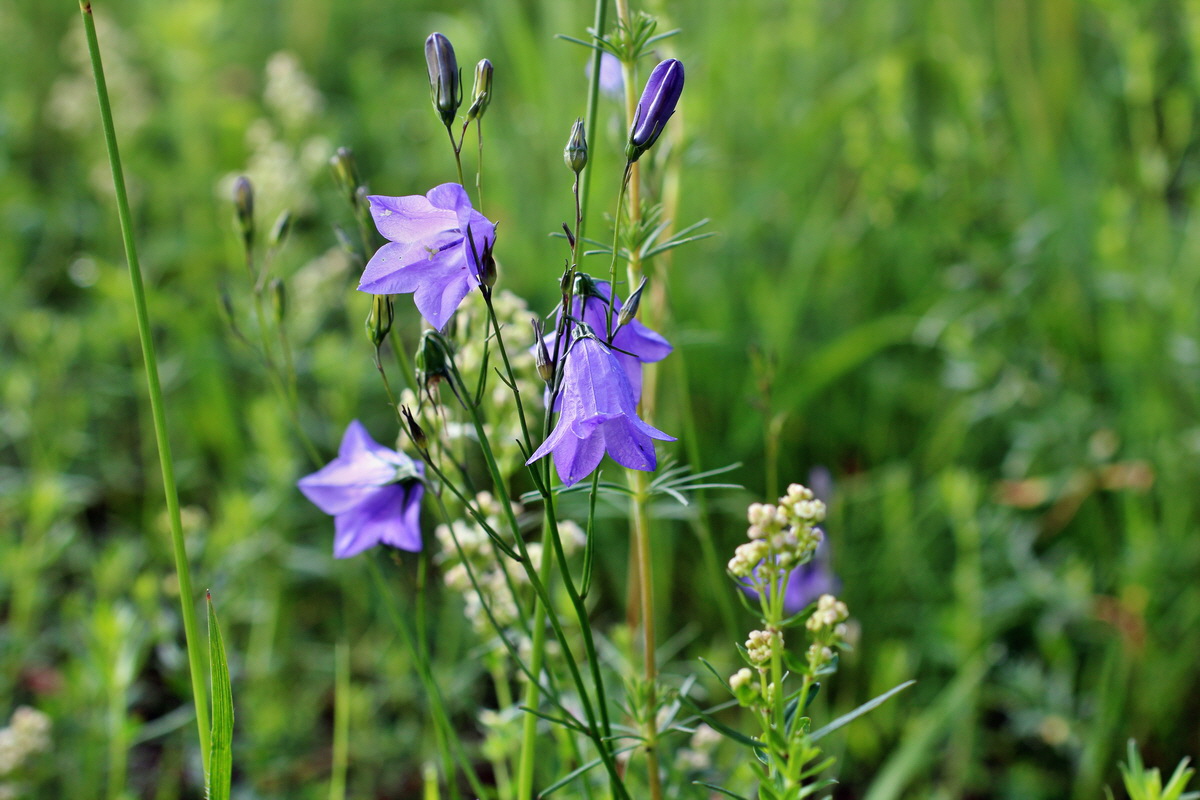 2014_06_13_00046010p_Bildgr��e �ndern