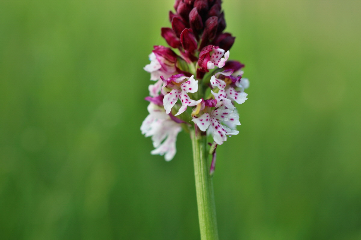 2014_06_13_00046018p_Bildgr��e �ndern