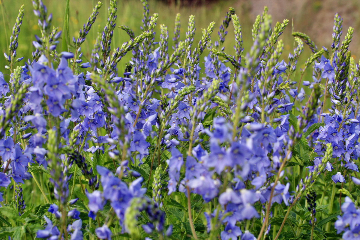 2014_06_13_00046030p_Bildgr��e �ndern