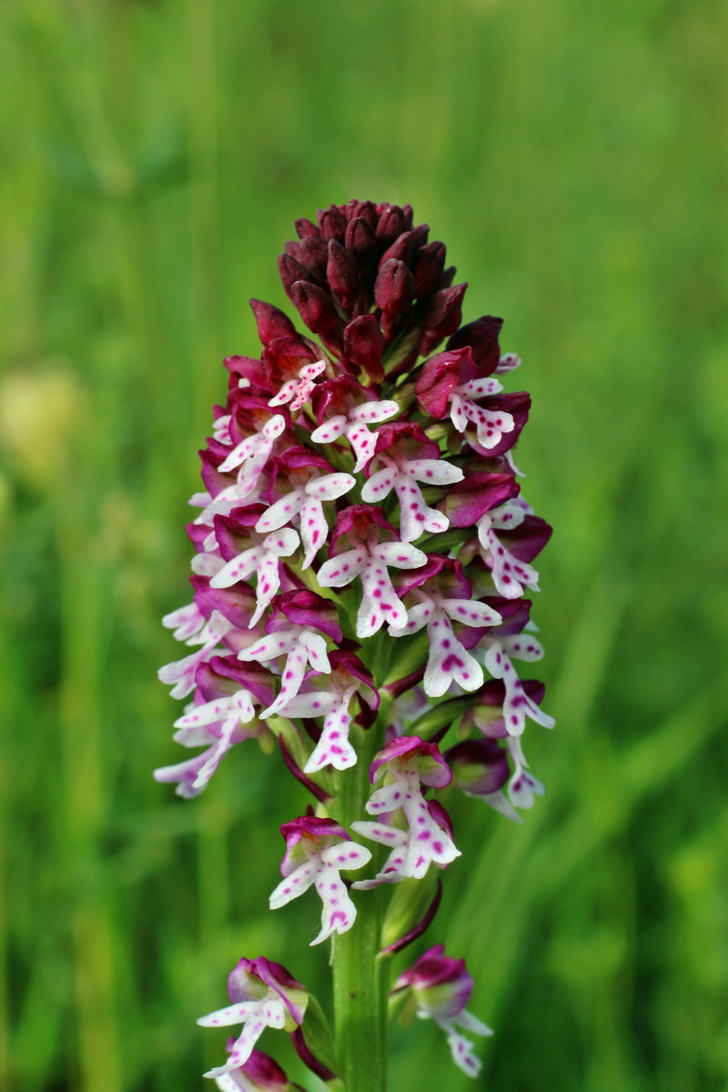 2014_06_13_00046066p_Bildgr��e �ndern