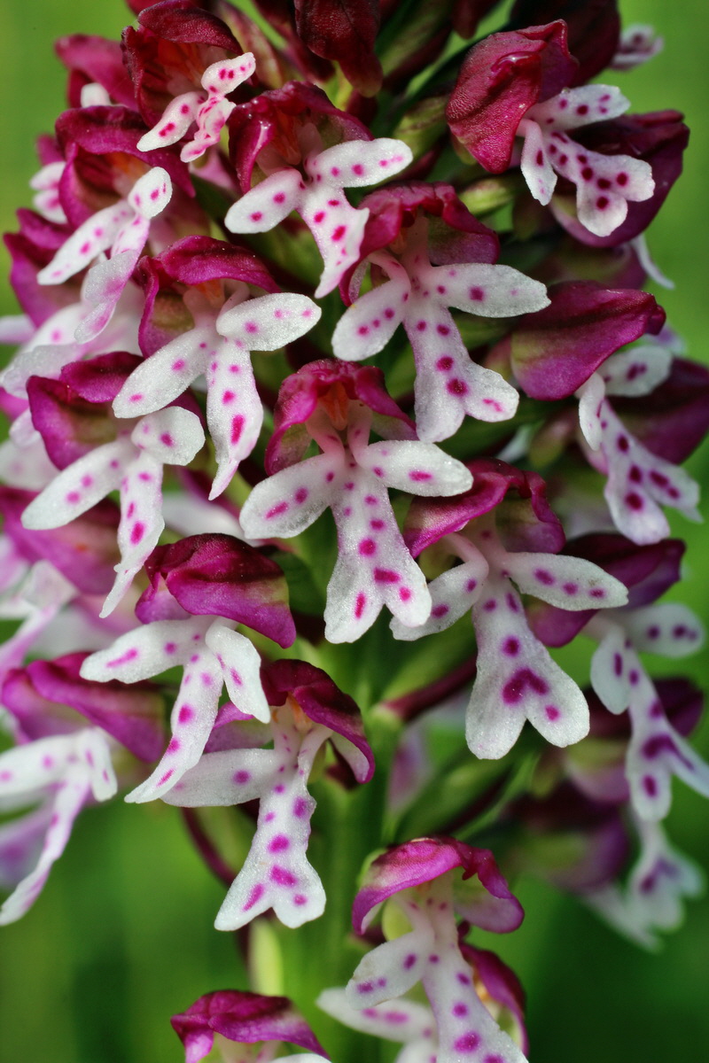 2014_06_13_00046069p_Bildgr��e �ndern