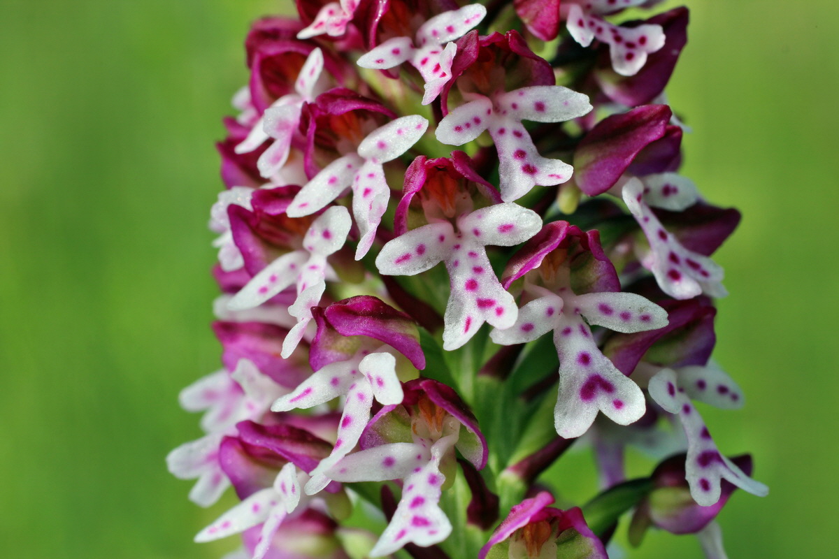 2014_06_13_00046072p_Bildgr��e �ndern