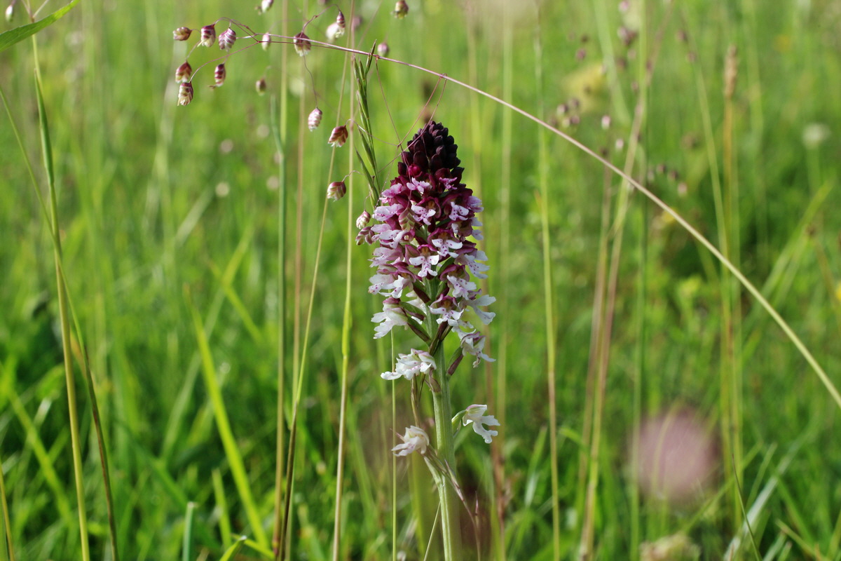 2014_06_13_00046081p_Bildgr��e �ndern