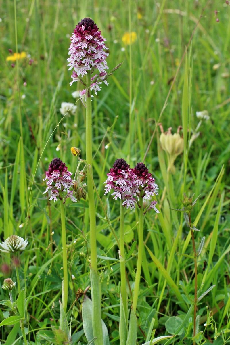 2014_06_13_00046089p_Bildgr��e �ndern