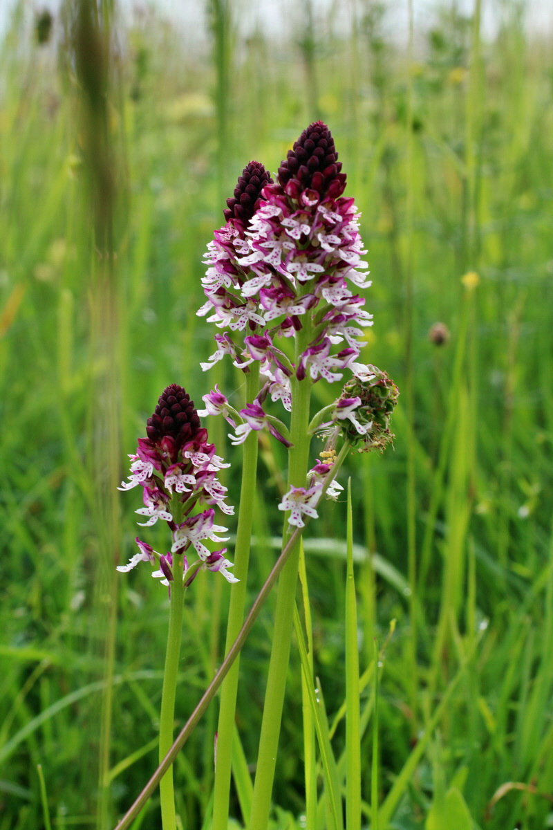 2014_06_13_00046096p_Bildgr��e �ndern