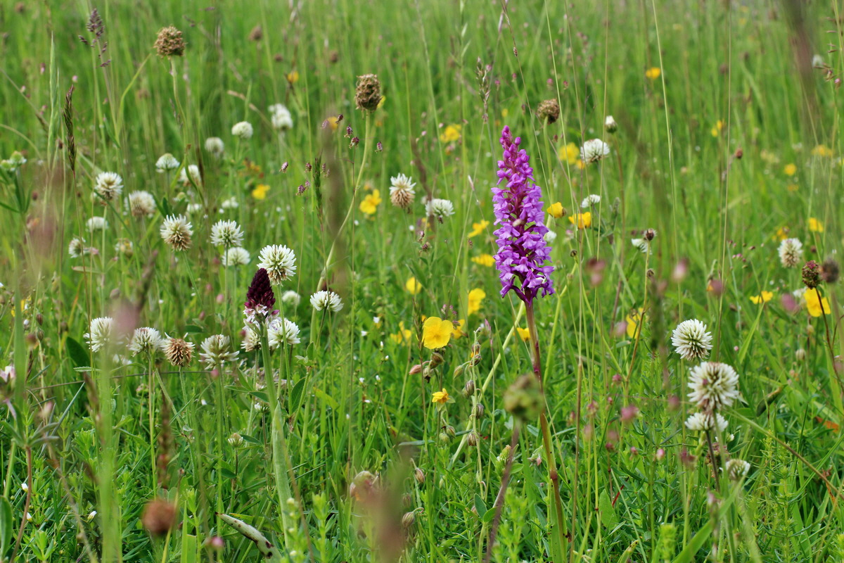 2014_06_13_00046100p_Bildgr��e �ndern