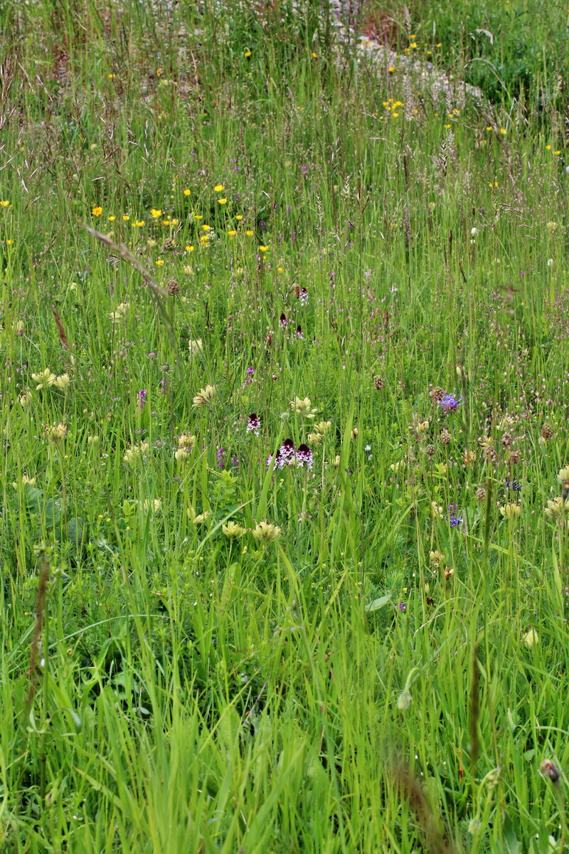 2014_06_13_00046103p_Bildgr��e �ndern