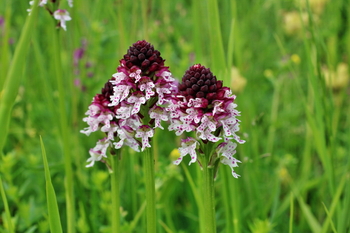 2014_06_13_00046111p_Bildgr��e �ndern