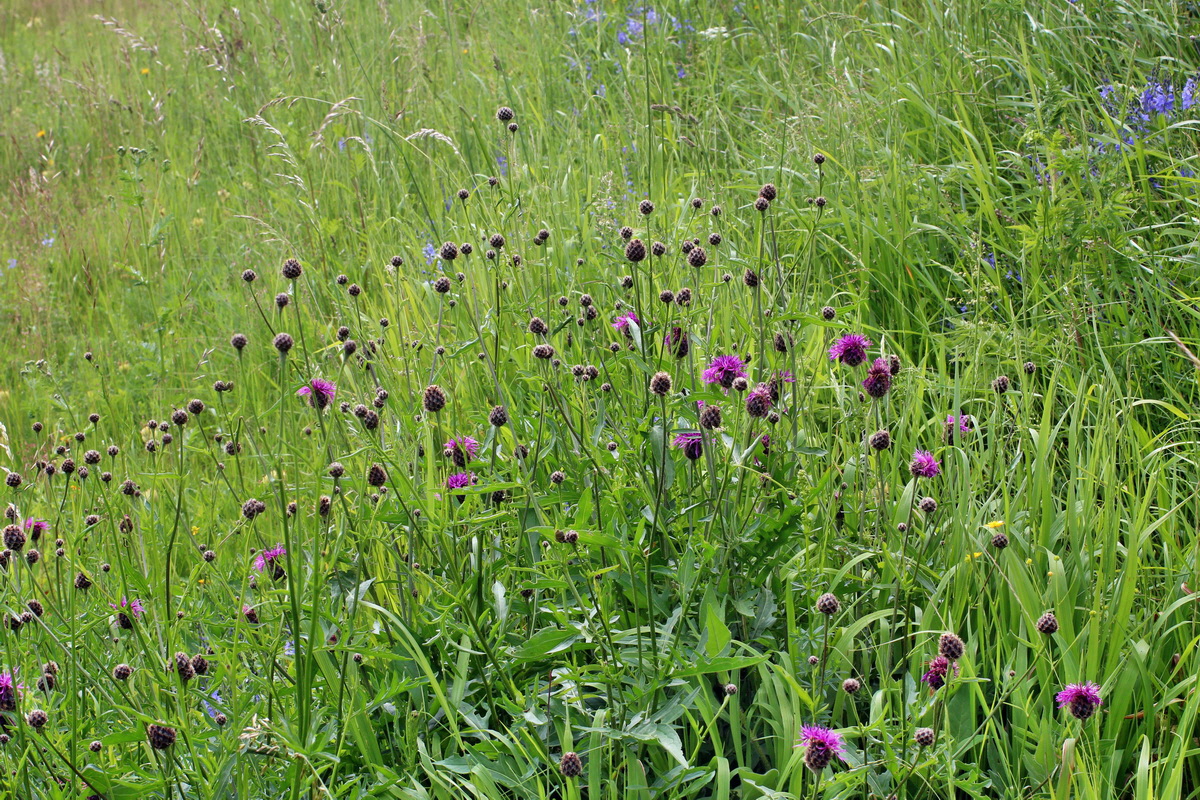 2014_06_13_00046115p_Bildgr��e �ndern