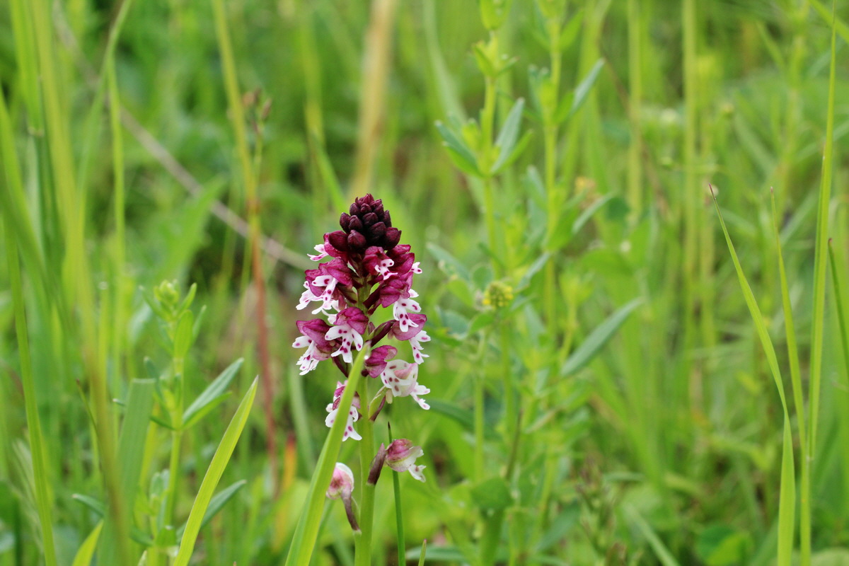 2014_06_13_00046132p_Bildgr��e �ndern