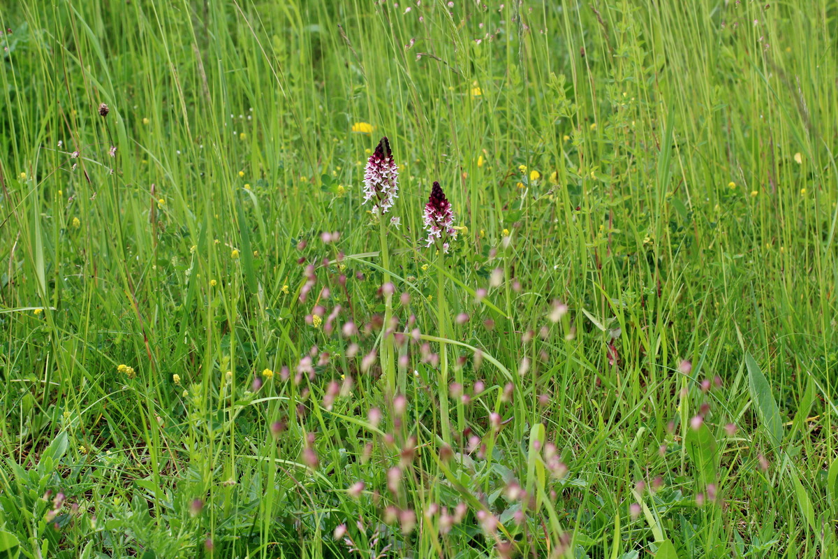 2014_06_13_00046134p_Bildgr��e �ndern