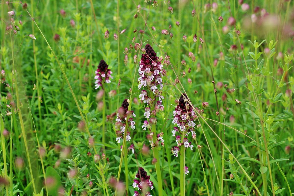 2014_06_13_00046137p_Bildgr��e �ndern