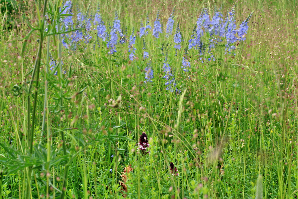 2014_06_13_00046141p_Bildgr��e �ndern