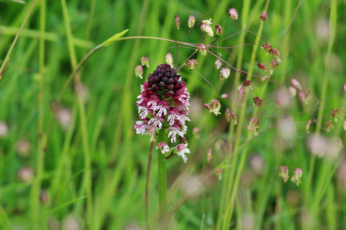 2014_06_13_00046156p_Bildgr��e �ndern