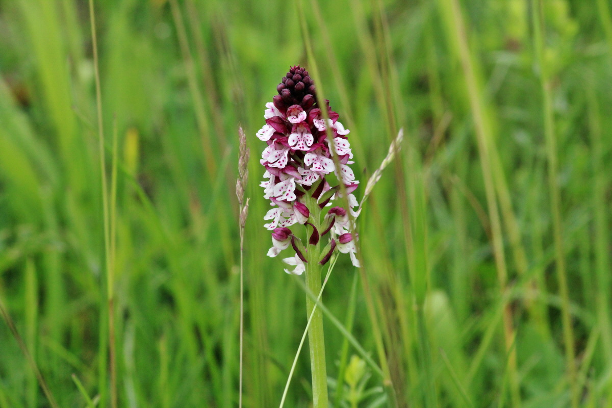 2014_06_13_00046186p_Bildgr��e �ndern