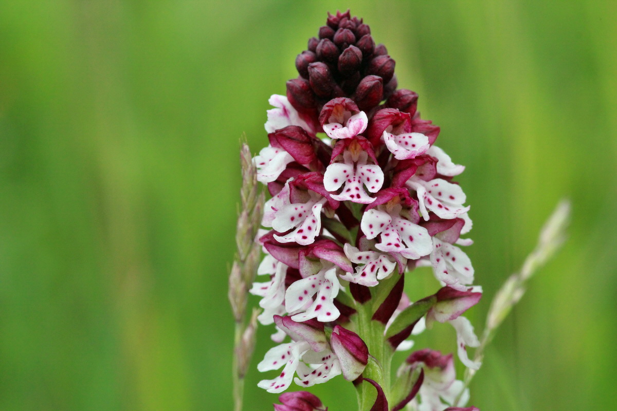 2014_06_13_00046189p_Bildgr��e �ndern