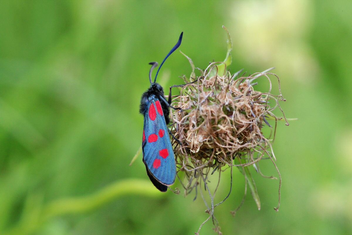 2014_06_13_00046196p_Bildgr��e �ndern