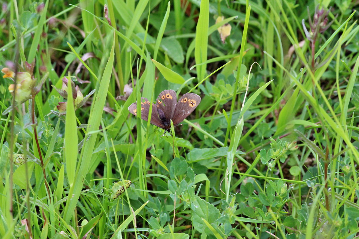 2014_06_13_00046216p_Bildgr��e �ndern