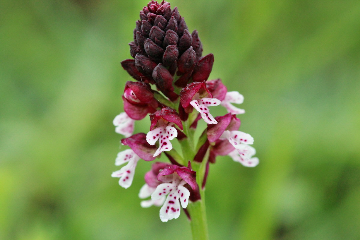 2014_06_13_00046221p_Bildgr��e �ndern