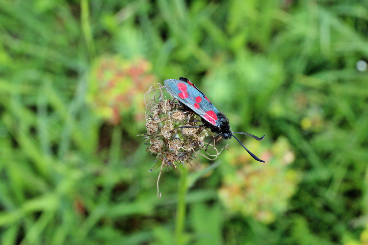 2014_06_13_00046246p_Bildgr��e �ndern