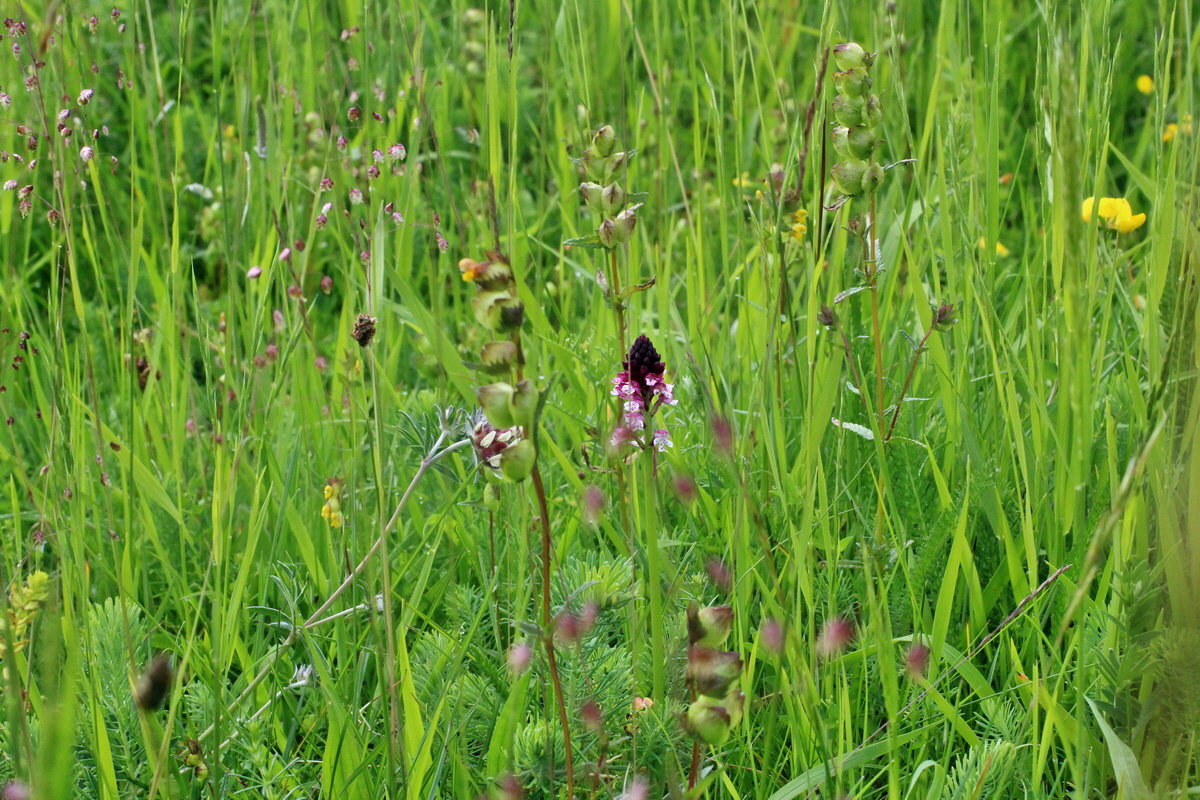 2014_06_13_00046263p_Bildgr��e �ndern