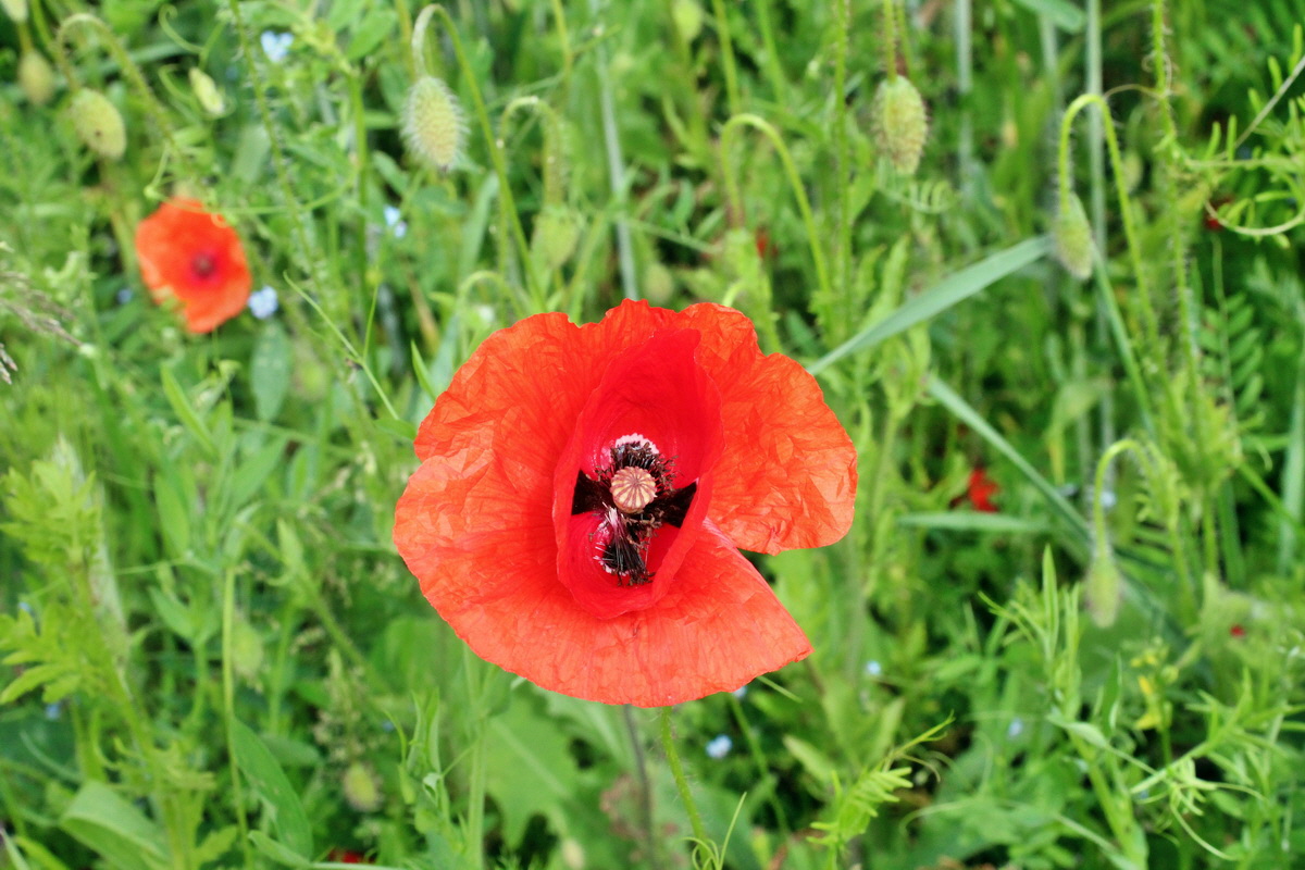 2014_06_13_00046274p_Bildgr��e �ndern