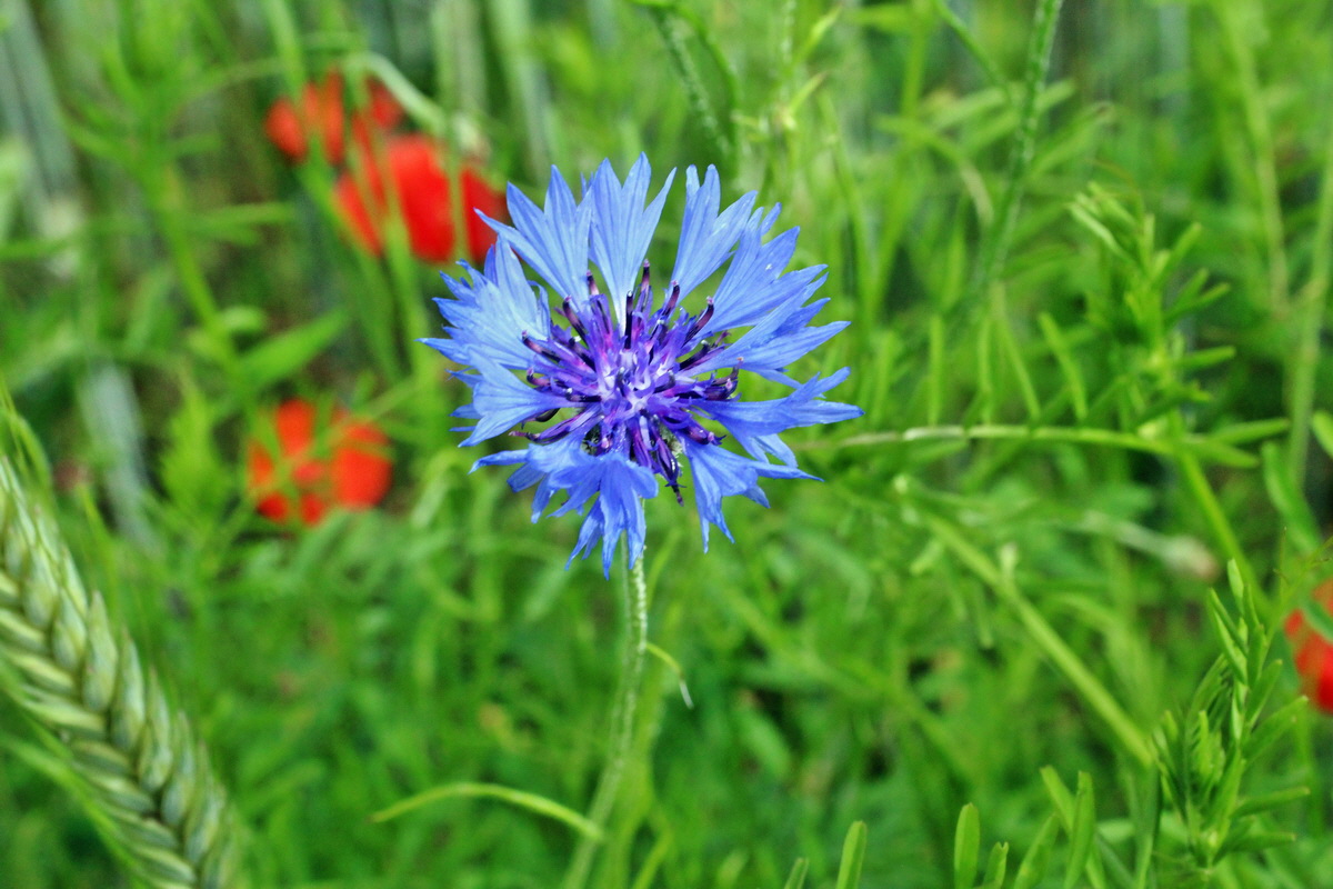 2014_06_13_00046277p_Bildgr��e �ndern