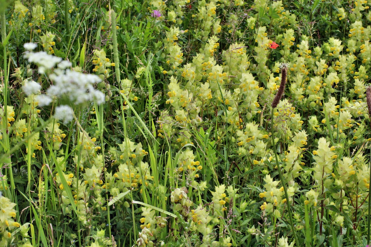 2014_06_13_00046290p_Bildgr��e �ndern