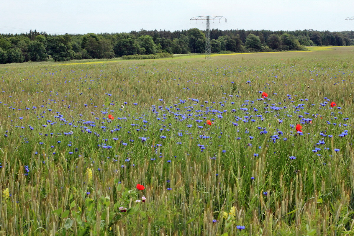 2014_06_13_00046293p_Bildgr��e �ndern