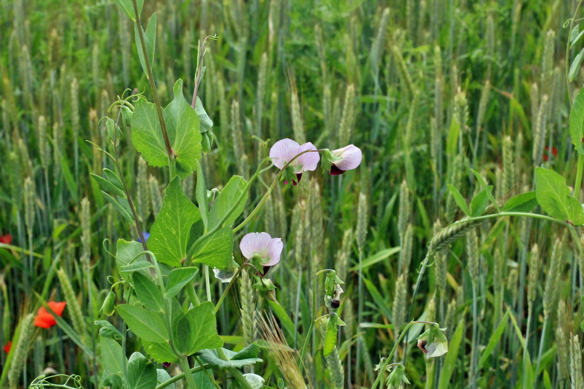 2014_06_13_00046296p_Bildgr��e �ndern