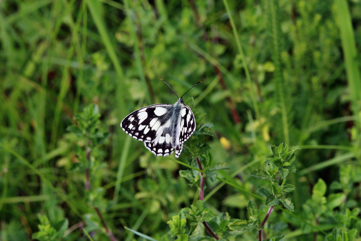 2014_06_15_00046325p_Bildgr��e �ndern